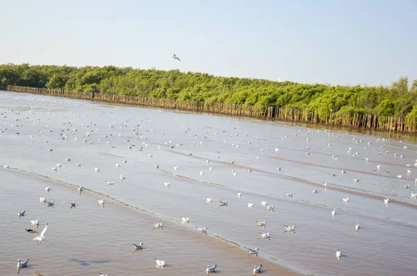 Gaviota Playa Bang Tailandia — Foto de Stock