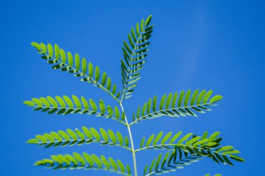Taze yeşil akasya yaprakları mavi gökyüzünde