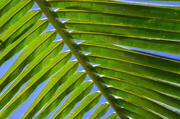 Folhas Coco Verdes Frescas Céu Azul — Fotografia de Stock