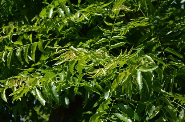 Świeże Zielone Liście Azadirachta Indica Ogrodzie Przyrody — Zdjęcie stockowe