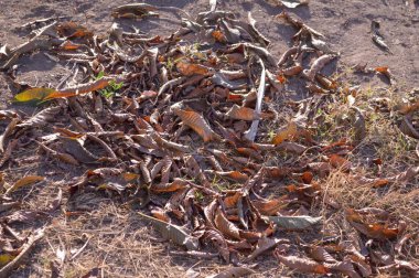 yerde kuru yaprak yakın