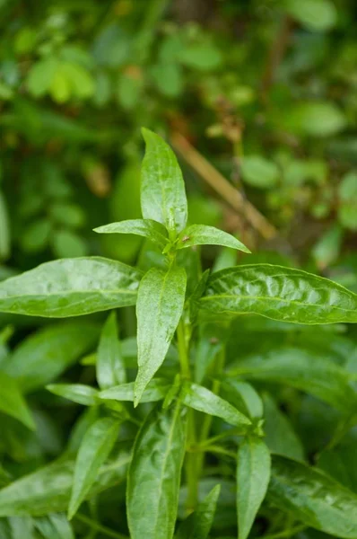 Zařízení Paniculata Přírodní Zahradě — Stock fotografie