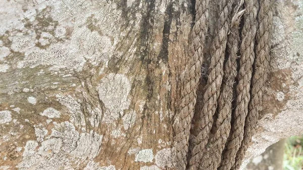 Stary Lina Kora Drzewo — Zdjęcie stockowe
