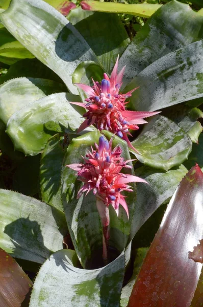 Pink Aechmea Fasciata Flower Nature Garden — Stock Photo, Image