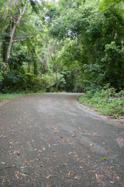 Chonburi, Tayland 'da ormanda yol.