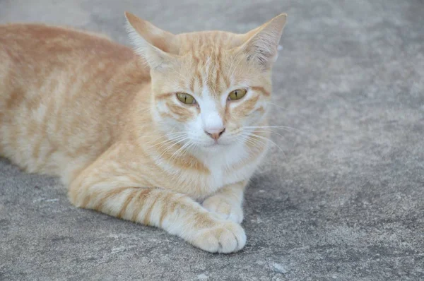 Bonito Gato Amarelo Chão Cimento — Fotografia de Stock