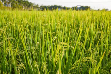 Khlong Preng, Chachoengsao, Tayland kırsalında yeşil pirinç ağacı