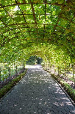 Luffa aegyptiaca bitki tüneli doğa bahçesinde.