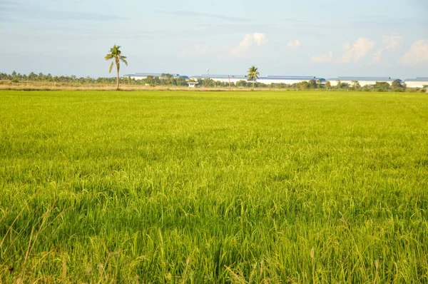 Khlong Preng Chachoengsao Tayland Kırsalında Yeşil Pirinç Ağacı — Stok fotoğraf