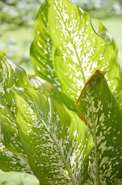 Frische Grüne Dieffenbachia Pflanze Naturgarten — Stockfoto