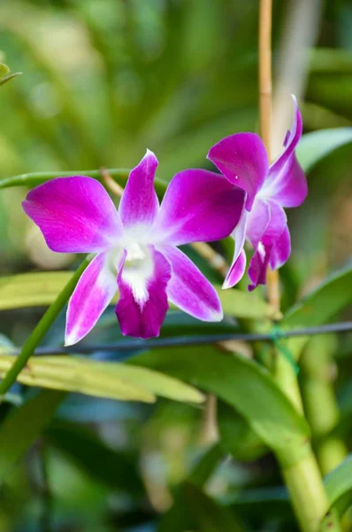 Orchidej Květiny Zahradě Přírody — Stock fotografie