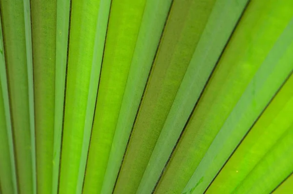 Friss Zöld Kókuszlevél Textúra — Stock Fotó