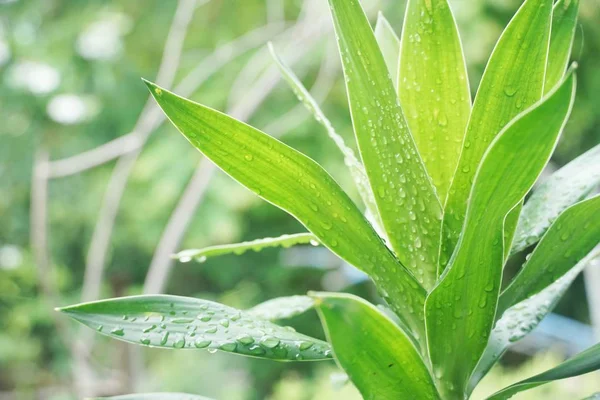 Verse Groene Dracaena Geuren Plant Natuur Tuin — Stockfoto