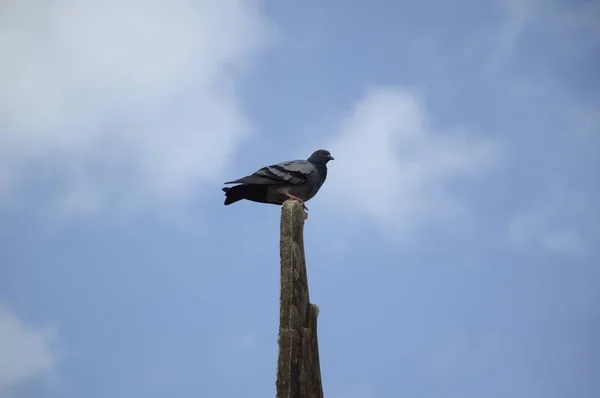 시멘트 비둘기 — 스톡 사진