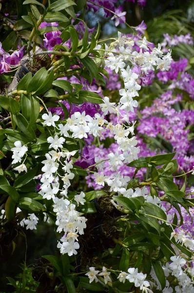 Orchidej Květiny Zahradě Přírody — Stock fotografie