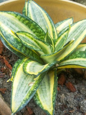 Sansevieria bitkisi plastik kapta