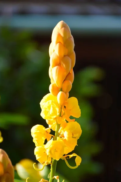 Cerca Flores Frescas Senna Alata Jardín Naturaleza —  Fotos de Stock