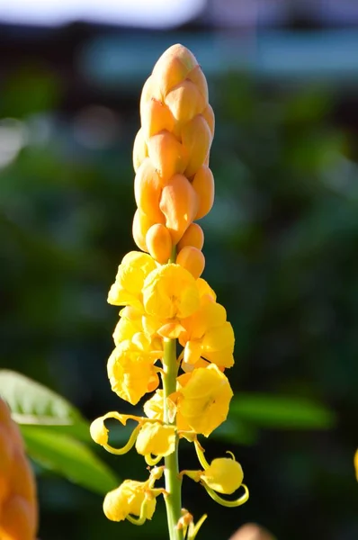 Żółty Senna Alata Kwiat Ogrodzie Natury — Zdjęcie stockowe