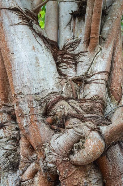 Corteza Seca Bodhi Árbol Textura — Foto de Stock