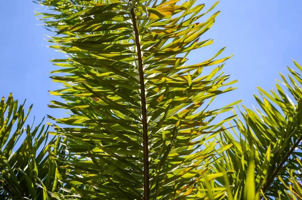 Folhas Palmeira Areca Jardim Natureza — Fotografia de Stock