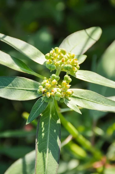 Euphorbia Heterophylla Herbe Fleur Dans Nature Jardin — Photo