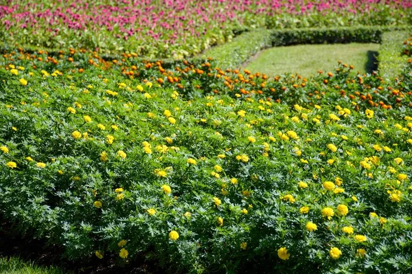 Giallo Tagetes Erecta Fiore Nel Giardino Naturale — Foto Stock