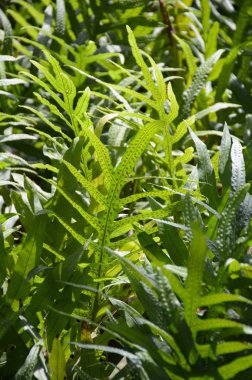 doğa bahçesinde dianella caerulea bitkiler