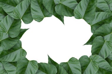 beyaz arkaplanda yeşil yapraklar