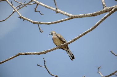 dal ağacında küçük kuş kadar yakın