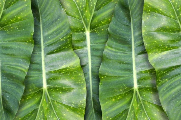 Fresh Green Leaves Pattern Background — Stock Photo, Image