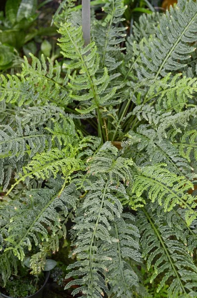 Fern Selaginella Involvens Plant Nature Garden — ストック写真