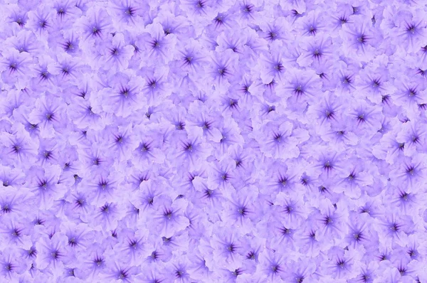 Blau Ruellia Tuberosa Blume Muster Hintergrund — Stockfoto