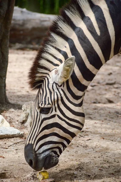 Zebra Aus Nächster Nähe Naturgarten — Stockfoto