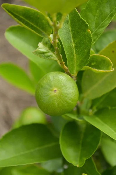 Tilleul Frais Dans Jardin Naturel — Photo