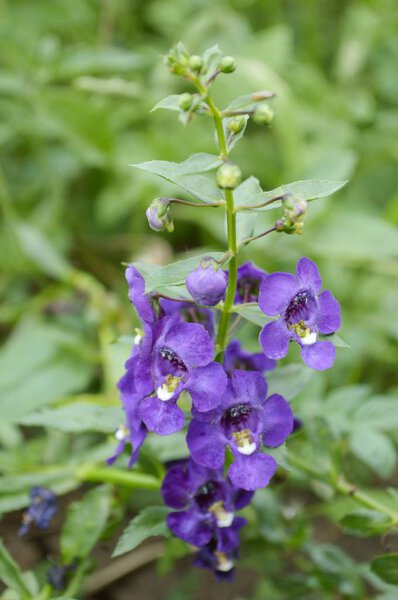 Angelonia goyazensis flower in nature garden