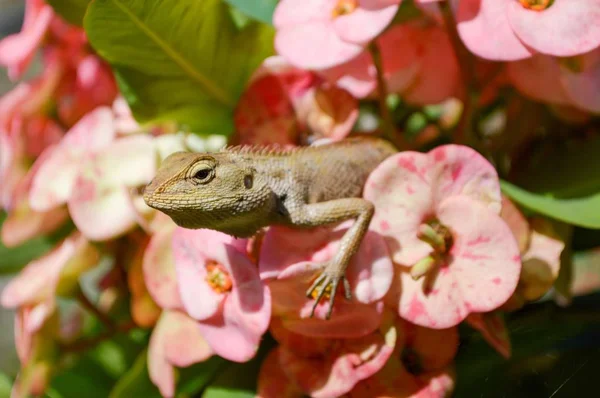 Gros Plan Caméléon Sur Fleur Rose Dans Jardin — Photo