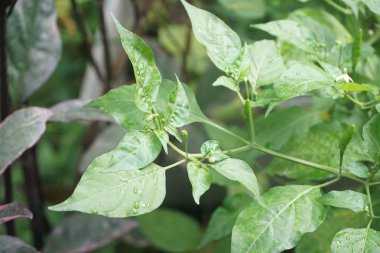 Doğa bahçesinde taze yeşil acı biber ağacı