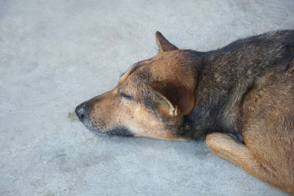 Bonito Cão Dormir Chão Cimento — Fotografia de Stock