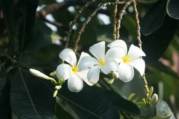 Fleur Plumeria Blanche Dans Jardin Naturel — Photo