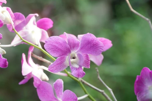 Орхидея Цветок Саду Природы — стоковое фото