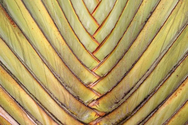 Fresh Green Traveler Palm Textur — Stockfoto