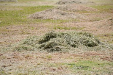 Parkta taze kesilmiş çimen yığını