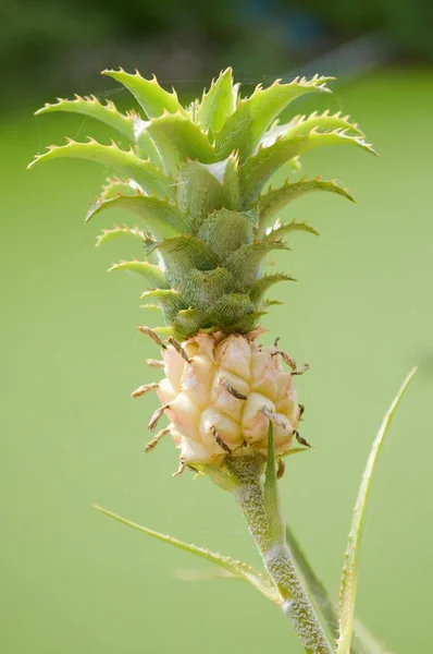 Fruta Piña Joven Jardín Natural — Foto de Stock