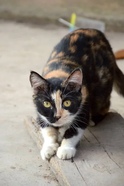 Bonito Gato Preto Chão Cimento — Fotografia de Stock