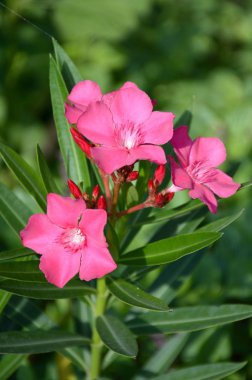 Doğa bahçesinde pembe neryum zakkum çiçeği