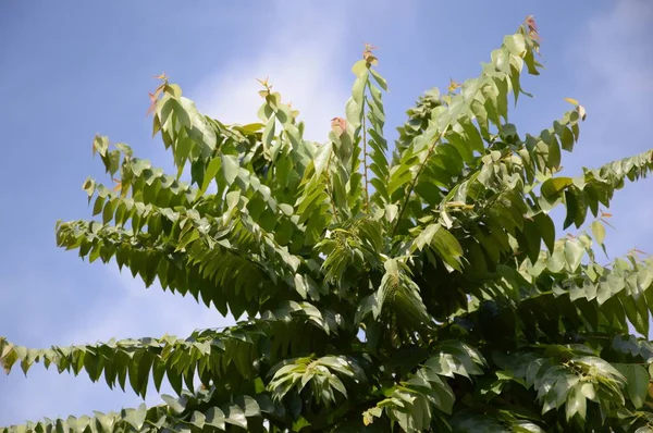 Hoja Phyllanthus Acidus Verde Fresco Jardín Natural — Foto de Stock