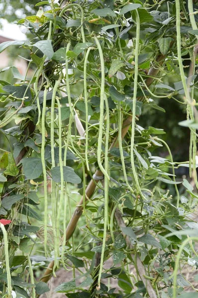 Doğa bahçesinde taze fasulye tohumu.