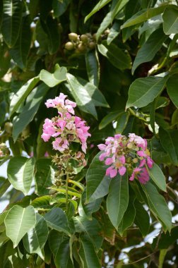 Lagerstroemia Specosa Çiçeği Doğa Bahçesinde