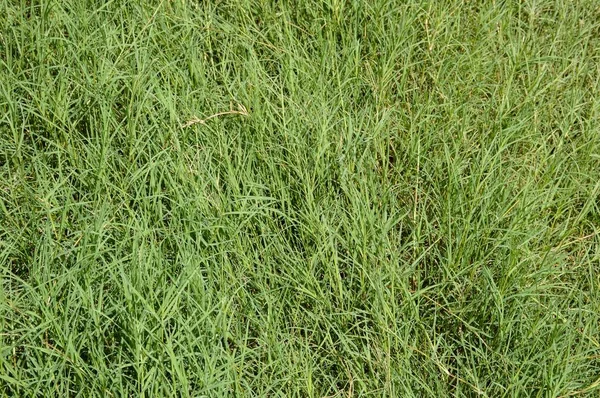 Herbe Verte Fraîche Dans Jardin Naturel — Photo