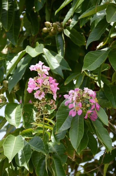 Lagerstroemia Speciosa Blume Naturgarten — Stockfoto